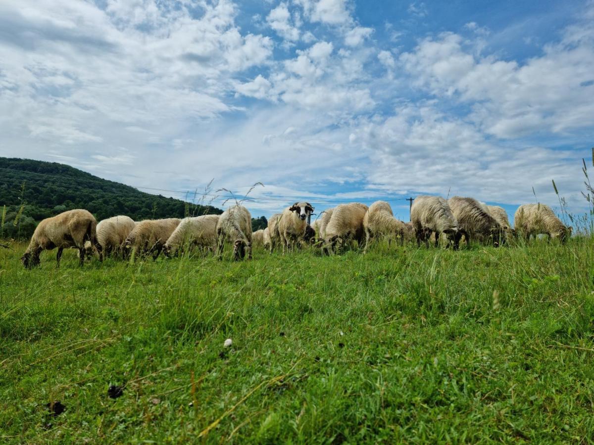 Готель Langa Stana Куртя-де-Арджеш Екстер'єр фото